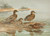 Digital Print - Hawaiian Duck, Oustalet's Gray Duck by Allan Brooks