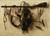 Digital Print - Still life with falconry instruments by Christoffel Pierson Digital Print - Still life with falconry instruments by Christoffel Pierson