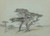 Digital Print - Cypress Trees, Cypress Point by Samuel Colman