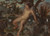 Digital Print - Figure Study of a Nude Woman in a Wooded Landscape by Robert Smirke