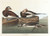 Digital Print - Long-tailed duck by John James Audubon