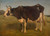 Digital Print - Black and white cow standing. Study by Carlo Dalgas