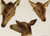 Digital Print - Study Of Deer Heads by Rosa Bonheur
