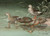 Digital Print - Indian Spot-Bill, Eastern Spot-Billed Duck by Allan Brooks