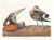 Digital Print - Hudsonian godwit by John James Audubon