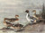 Digital Print - Pintail, Chilian Pintail, Eaton's Pintail by Allan Brooks