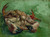 Digital Print - A crab on its back by Vincent van Gogh