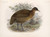 Digital Print - Aves Pl 83 by Frederick DuCane Godman