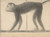 Digital Print - Monkey by Georges Seurat