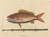 Digital Print - The Lane-snapper (Sparus synagris) by Mark Catesby