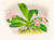 Digital Print - Phalaenopsis luddemanniana by Jean Jules Linden