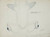 Digital Print - Sphyrna zygaena (NZ) - Hammerhead shark, head ventral aspect by Frank Edward Clarke