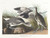 Digital Print - Semipalmated snipe or willet by John James Audubon