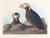 Digital Print - Tufted auk by John James Audubon