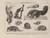 Digital Print - Atlas da Fauna do Brasil Pl.31 by Rodolpho von Ihering