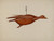 Digital Print - Flying Duck by Malcolm Hackney Digital Print - Flying Duck by Malcolm Hackney