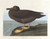 Digital Print - Dusky albatros by John James Audubon