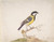 Digital Print - A Great Titmouse (Parus major) Perched on a Branch by Pieter Withoos