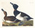 Digital Print - Tufted duck by John James Audubon
