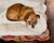 Digital Print - Lying dog by Zygmunt Waliszewski