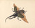 Digital Print - Hercules Beetle by George Edwards