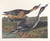 Digital Print - Pin tailed duck by John James Audubon