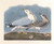 Digital Print - Common gull by John James Audubon