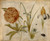 Digital Print - Flowers and Beetles by Hans Hoffmann