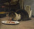 Digital Print - The Cat in the Studio by David Jacobsen