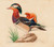 Digital Print - Mandarin Duck by Ferdinand von Wright