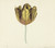 Digital Print - Tulp genaamd Bizard Sub. A by Cornelis van Noorde