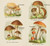 Digital Print - Petit atlas des champignons Pl.4 by Delachaux & Niestle