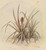 Digital Print - Blhende Ananas by Ferdinand Keller