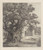 Digital Print - Elm at Checquers by Jacob George Strutt