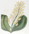 Digital Print - Shewy Dendrobium by Sydenham Edwards