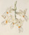 Digital Print - Scentless Stanhopea by Sydenham Edwards Digital Print - Scentless Stanhopea by Sydenham Edwards