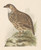 Digital Print - Partridge by Theo van Hoytema
