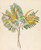 Digital Print - Mimosa [Acacia caffra] by Clemenz Heinrich Wehdemann