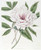 Digital Print - The Semi-Double Tree Paeony by Sydenham Edwards