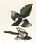 Digital Print - American magpie by John James Audubon