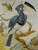 A Hornbill And Another Bird On A Branch by Circle of Aert Schouman Art Print Download