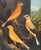 Digital Print - Norwich Canaries by W. A . Blakston