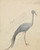 Digital Print - A Crane by James de Carle Sowerby