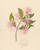 Digital Print - Calodendrum capense by Clemenz Heinrich Wehdemann