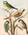Digital Print - Blue Titmouse, Bearded Titmouse, Cole Titmouse, Marsh Titmouse by W. A . Blakston