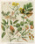 Digital Print - 1. - Rubus australis. 2. - R. aaustralis, var. glaber. 3. - Rubus parva. 4. - Geum urbanum. 5. - Acaena sanguisorbce. Plate 29 by Sarah Featon