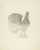 Digital Print - Rooster by Elisabeth Fulda