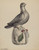 Digital Print - Bank (Dove) by Elisabeth Fulda Digital Print - Bank (Dove) by Elisabeth Fulda