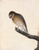 Digital Print - Little Owl by William Lewin