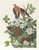 Digital Print - Carolina pigeon or turtle dove by John James Audubon